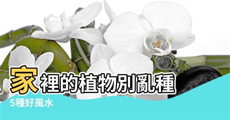 居家植栽風水|家裡的植物別亂種！命理師湯鎮瑋曝5大植栽風水禁忌，盆栽放「。